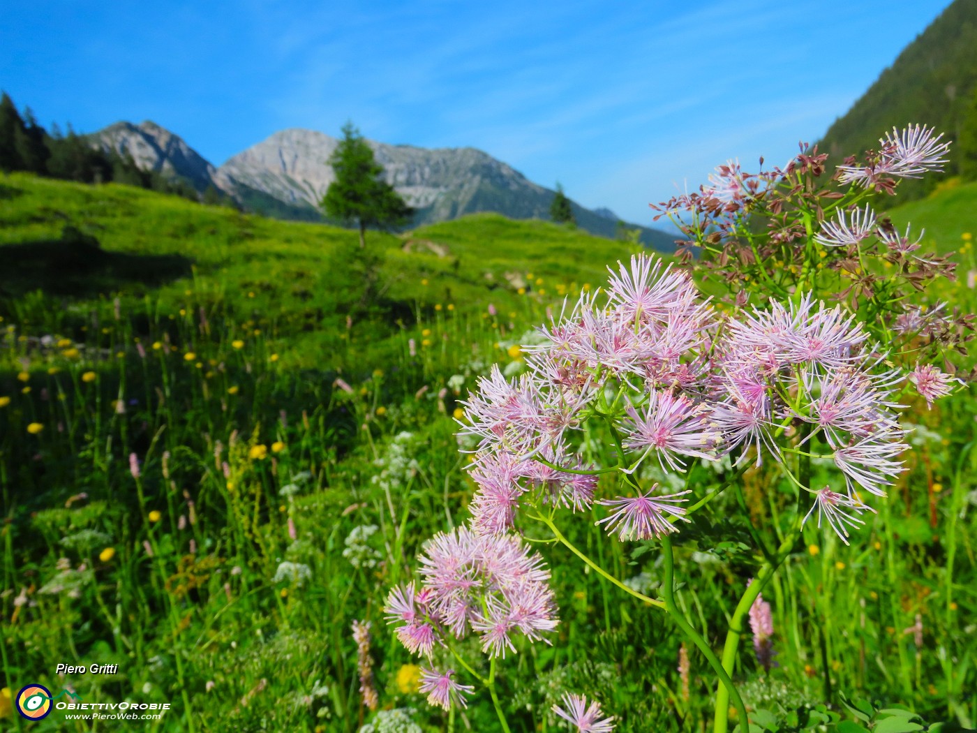 09 Thalictrum aquilegifolium  (Pigamo colombino).JPG